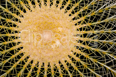 Golden barrel Cactus