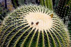 Golden barrel Cactus