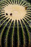Golden barrel Cactus