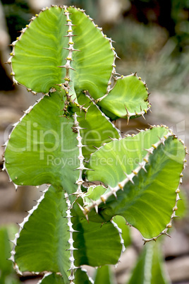 Cactus closeup