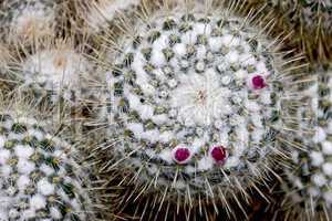 Twin-spined Cactus