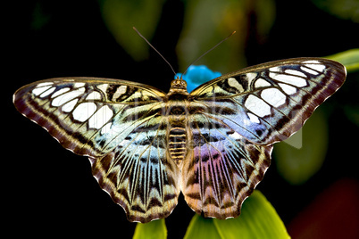 Clipper butterfly