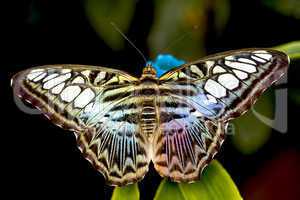 Clipper butterfly