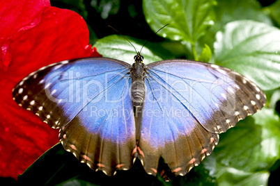 Peleides Blue Morpho