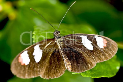 Longwing butterfly