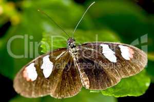 Longwing butterfly