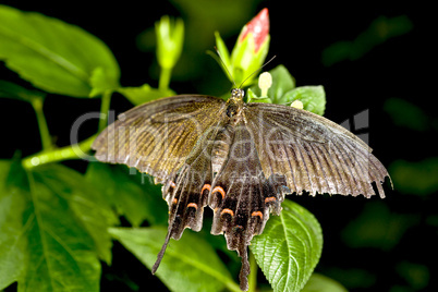 Swallowtail butterfly