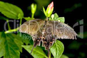 Swallowtail butterfly