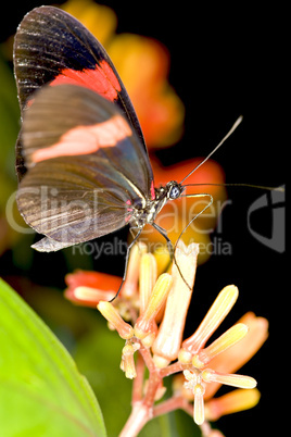 Longwing butterfly