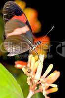 Longwing butterfly