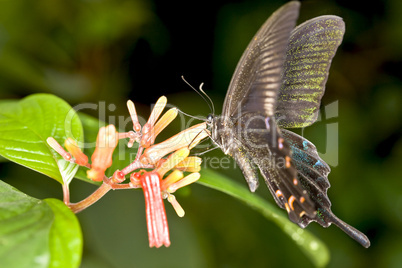 Swallowtail butterfly