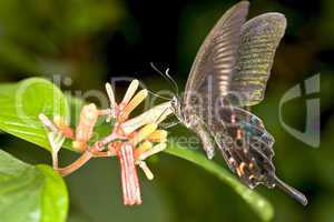 Swallowtail butterfly