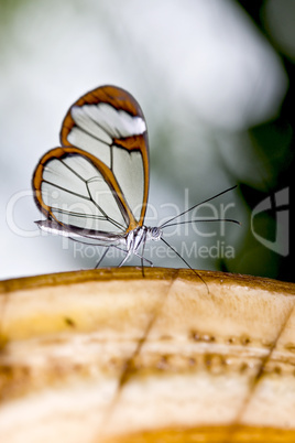 Miniature Longwing butterfly