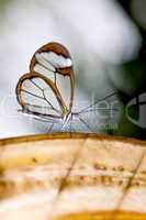 Miniature Longwing butterfly