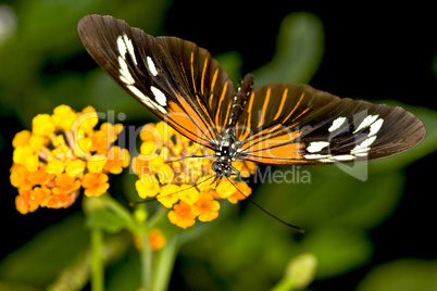 Longwing butterfly