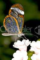 Longwing butterfly