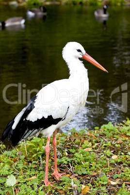 White Stork in wetland