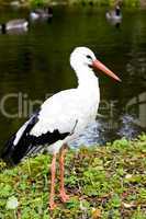 White Stork in wetland