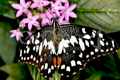 Lemon Butterfly