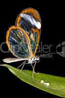 Longwing butterfly