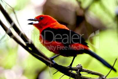 Brazillian Tanager