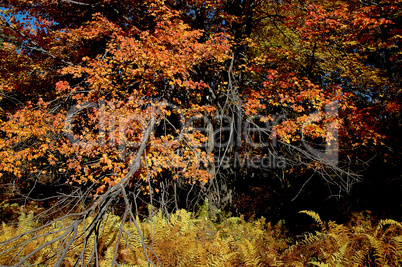 Red Maple Tree and Ferns, Autumn