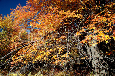 Red Maple Tree in Autumn