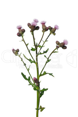 Acker-Kratzdistel (Cirsium arvense)