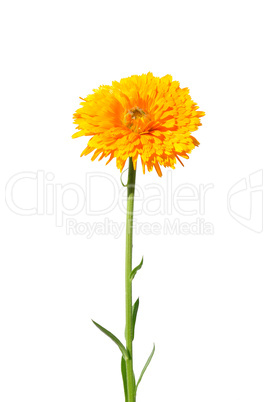 Ringelblume (Calendula officinalis)