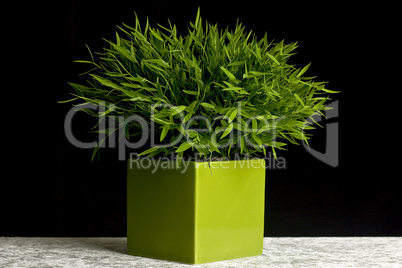 Green bamboo pot plant