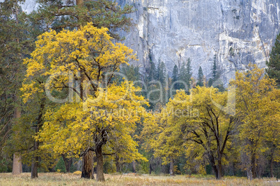 FALL FOILAGE IN YOSEMITE VALLEY