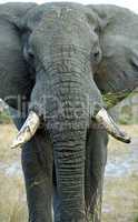 Gras eating African Elephant, Botsw