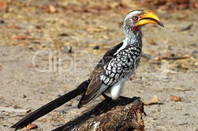Yellow-billed Hornbill, Tockus lavi