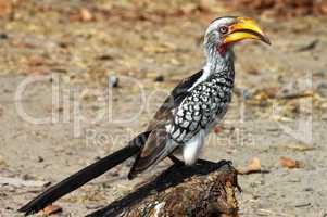 Yellow-billed Hornbill, Tockus lavi