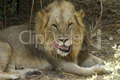 Attentive male lion, Panthera leo,