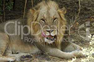Attentive male lion, Panthera leo,