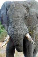 Gras eating African Elephant, Loxod