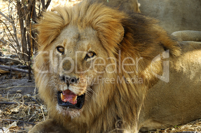 Male lion, Panthera leo, Botswana