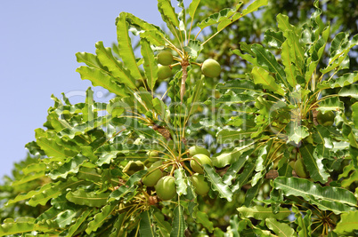 Fruits of Shea butter tree, Ouagad