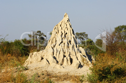 Termite mound of Macrotermes bellic