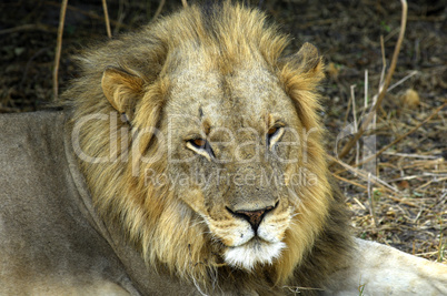 Resting male lion, Panthera leo, Bo
