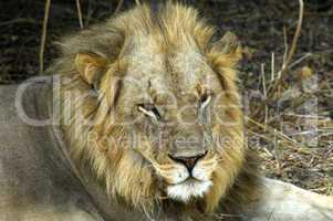 Resting male lion, Panthera leo, Bo