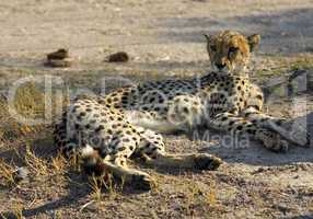 Cheetah, Acinonyx jubatus, Botswana