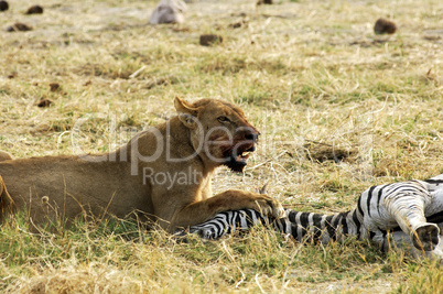 Lioness at a Zebra kill, Botswana