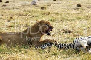 Lioness at a Zebra kill, Botswana