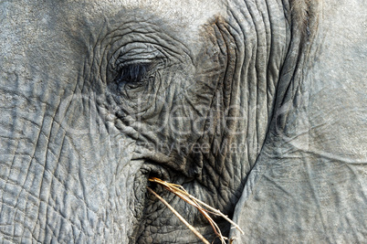 Portait of an African Elephant, Lox