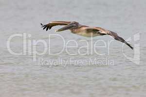 Brown Pelican flying over surf