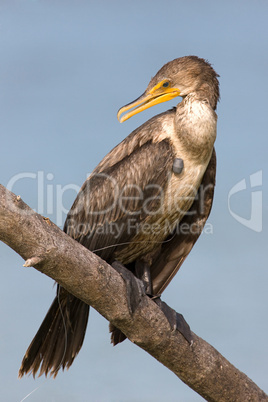 Double-crested Cormorant