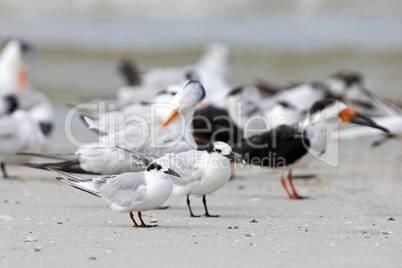 Grouping of Terns