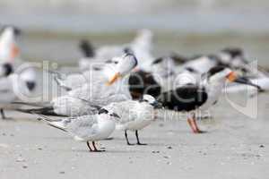 Grouping of Terns